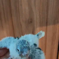 گرینچیک سرلاکی|پرنده|مشهد, گلبرگ|دیوار