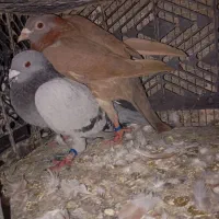 کفتر پلاکی|پرنده|بندرعباس, |دیوار