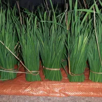 برگ سیر محلی
