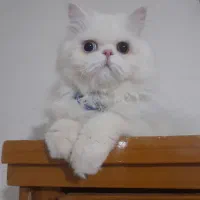 پرشین اصیل جفت گیری|گربه|نیشابور, ناسیونال|دیوار