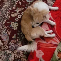 سگ پاکوتاه