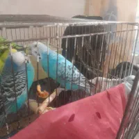 یک جفت مرغ عشق|پرنده|تبریز, |دیوار