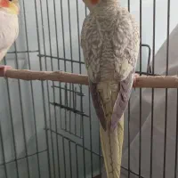 یک جفت طوطی عروس هلندی|پرنده|محمدیه-قزوین, |دیوار