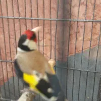 سهره مست خون..