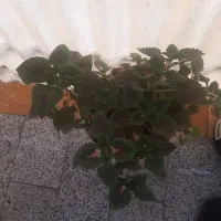 گلدان حسن یوسف