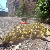 جوجه غاز دو رگه و قوغاز افریقایی