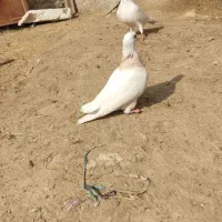 کبوتر طوقی|پرنده|مهر, |دیوار