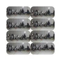 دسته ۱۶تایی پرشی سوسکی