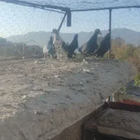 کفتر مناسب|پرنده|بیرجند, |دیوار