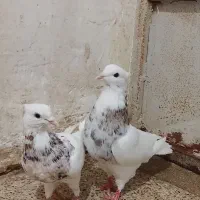 کبوتر طوقی هفت رنگ