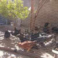 مرغ وخروس محلی