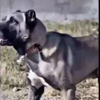 واگذاری  سگ سرابی ۲نیم ساله مخصوص گله داری قد۷۸