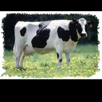 کارگر وارد گاوداری هستم