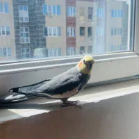 عروس هلندی سخنگو