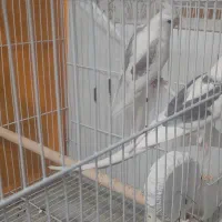 عروس هلندی آلبینو دوکت مولدضمانتی ۱۰۰٪