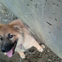 سگ .|سگ|اسالم, |دیوار