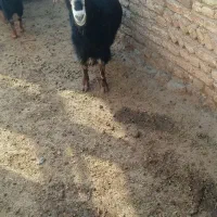 یک عدد بزشیری با بزغاله نر