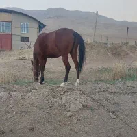 مادیان ۳ سال کاملا سالم|اسب و تجهیزات اسبسواری|فارسان, |دیوار