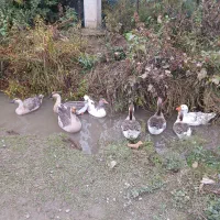 ۷ تا غاز سالم|حیوانات مزرعه|شاندرمن, |دیوار