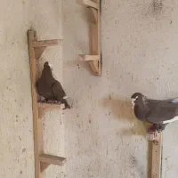 قره سرکه ای ذات اصیل شهری دو تا نر