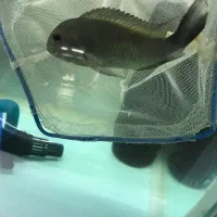 ماهی تروفئوس ایکولا ماده