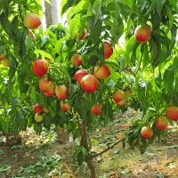 فروش باغچه ۴۳۰متری