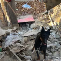 سگ دوبرمن اصیل|سگ|وحیدیه, |دیوار