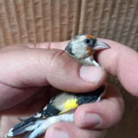 فروش چنتا سهره دورگ صاف گرده|پرنده|کازرون, |دیوار