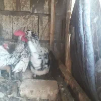 مرغ وخروس|حیوانات مزرعه|اصفهان, سودان|دیوار