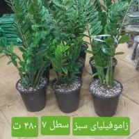 زاموفیلیا برکین سانس شفلرا یوکا بونسای جیسینگ