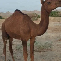 سلام دو نفر شتر نر ۲ساله فروشی