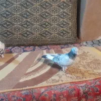 کبوتر|پرنده|هیر, |دیوار