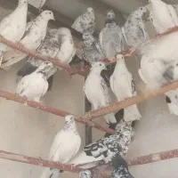 کفترگرویی|پرنده|کاشان, شهرک صنعتی کویر|دیوار