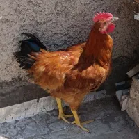 خروس محلی