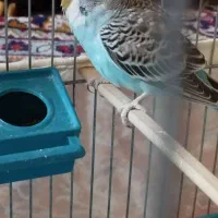 مرغ عشق نر و ماده|پرنده|تهران, هفده شهریور|دیوار