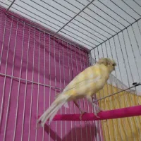 قناری ماده پرتقالی|پرنده|مشهد, امین آباد|دیوار