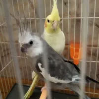 یک جفت عروس هلندی