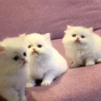 بچه گربه های اصیل و اشرافی