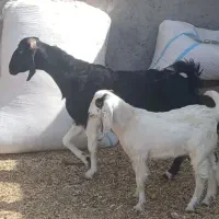 بز با کهره نر