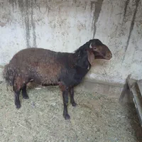 بره|حیوانات مزرعه|اصفهان, جی شیر|دیوار