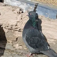 کبوتر|پرنده|اشنویه, |دیوار