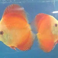 گوپی دیسکس آنجل آکواریوم گیاهخوار گوشتخوار