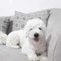 پودل هاوانیز معاوضه