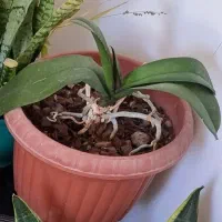 گل و گلدان اپارتمان ۲۳ عدد یکجا|گل و گیاه طبیعی|پردیس, فاز ۳|دیوار