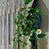 سفارش انواع کار مکرومه(نازل ترین قیمت)|صنایع دستی و سایر لوازم تزئینی|تهران, مینی‌سیتی (شهرک نفت)|دیوار