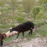 قوچ شال نژاد دوقلو زا