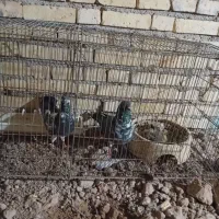 چپرا