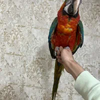 جوجه طوطی ارا هارلی کویین ماکائو کاکادو کاسکو|پرنده|تهران, منیریه|دیوار