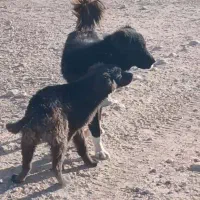 دلبر سیاه به فروش میرسد|سگ|پاسارگاد, |دیوار