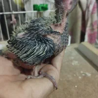 جوجه عروس سرلاکی